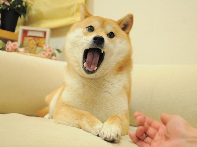Megszédült, de már jobban van Kabuso, az igazi Doge | Kripto Akadémia