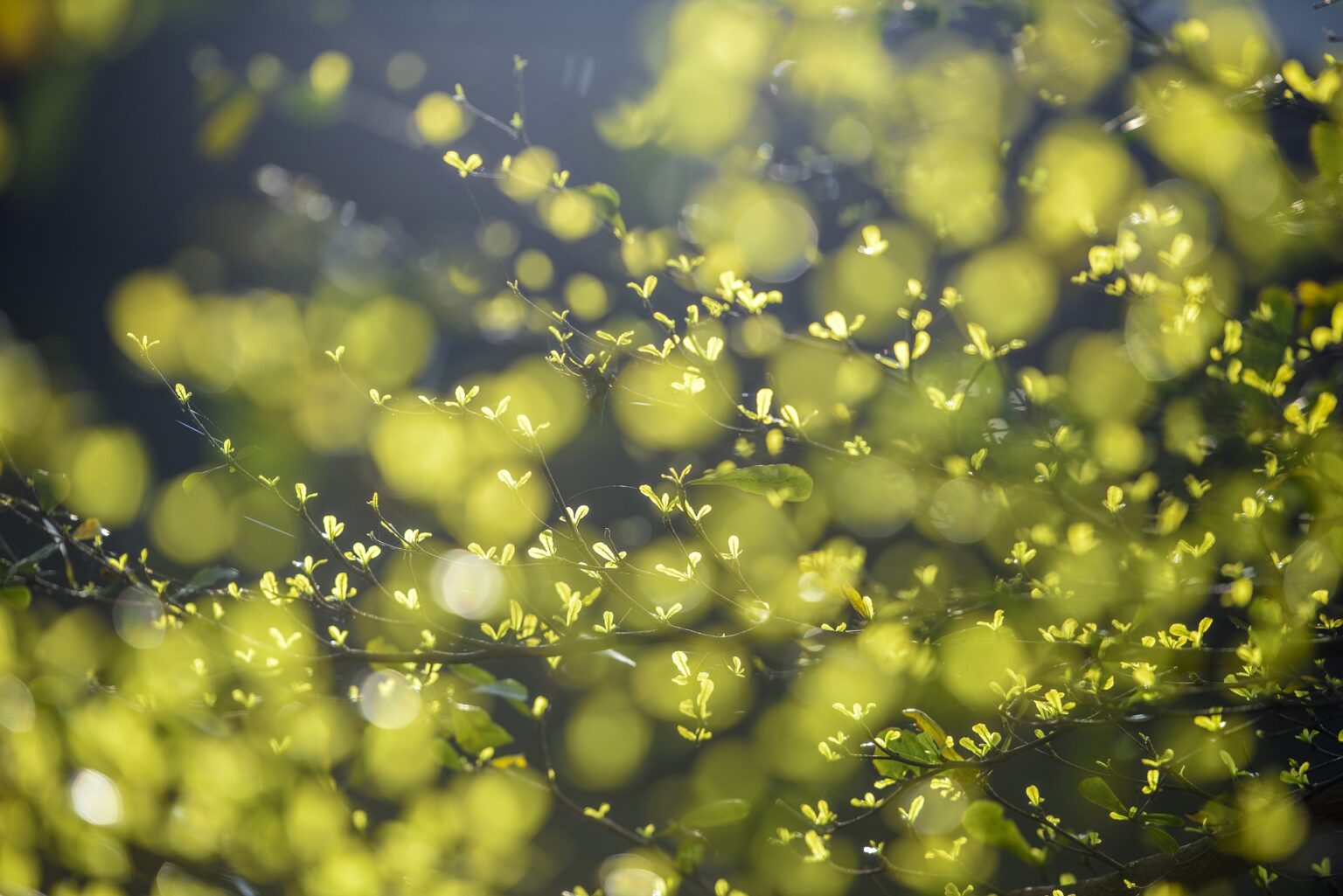 XRP: növekedés és még több potenciál