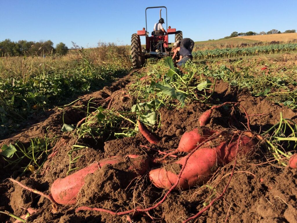 YAM: a gyökér token tündöklése és bukása