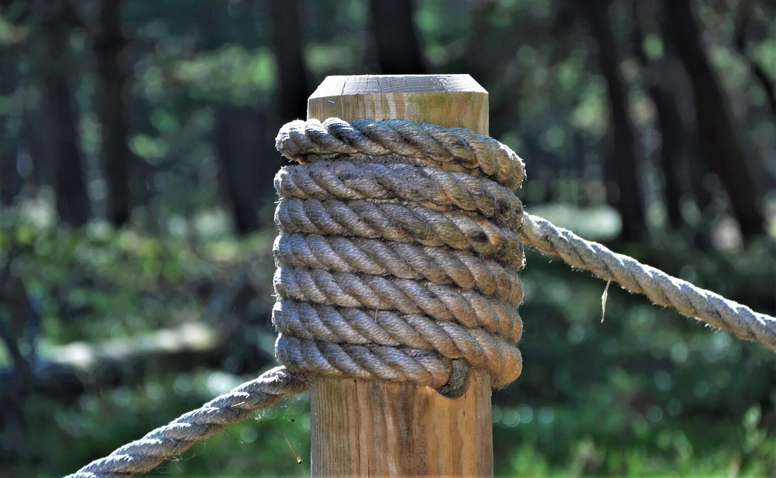 Magyar node a Cardano szolgálatában