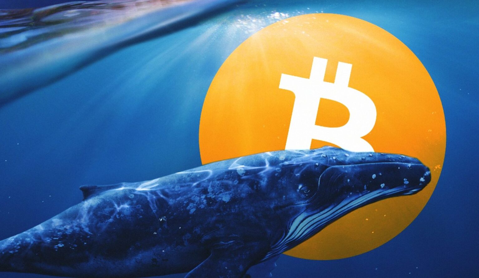 Aki most elad, a bálnák puttonyába pakolja a BTC-t