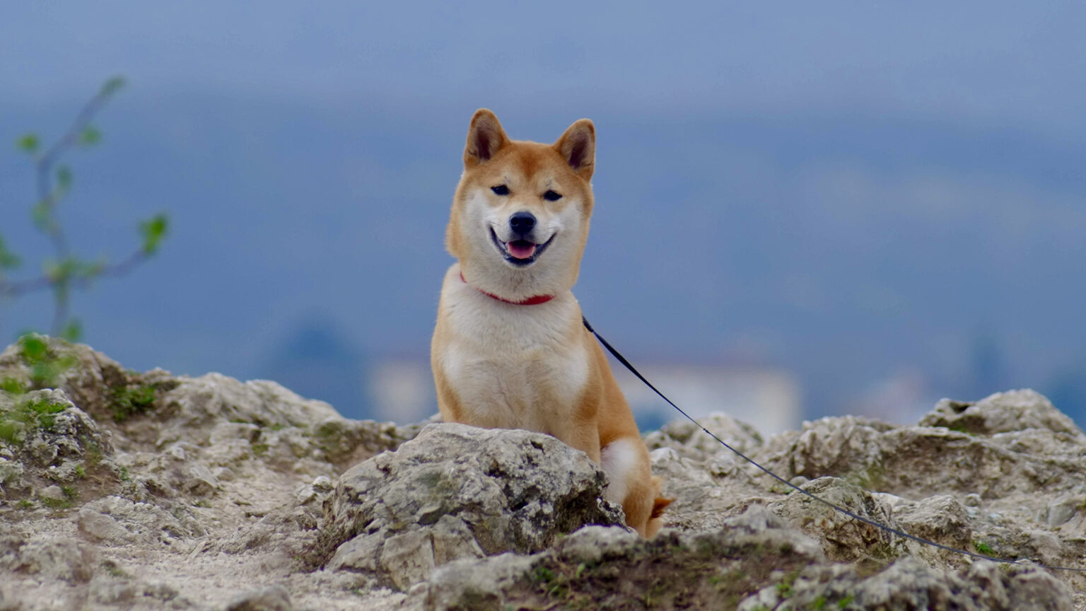 Mark Cuban szerint a Doge-ból még akár életképes pénz is lehet